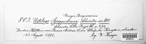 Microbotryum goeppertianum image